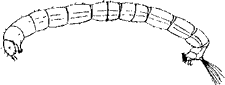 Личинка комара-звонца (сем. Chironomidae)