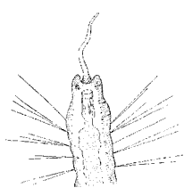 Stylaria lacustis (сем. Naididae, кл. Oligochaeta)
