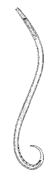 Нематода (кл. Nematoda)