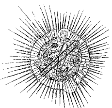  Солнечник (кл. Heliozoa)
