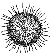 p. Sphaeroeca (отр. Choanoflagellata)