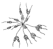 p. Astrosiga (отр. Choanoflagellata)