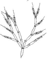 p. Dinobryon (отд. Chryzophyta)
