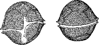Панцирный жгутиконосец (p. Peridinium, отд. Pyrrophyta)