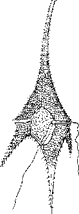 Панцирный жгутиконосец (p. Ceratium, отд. Pyrrophyta)