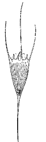 Коловратка (Kellicottia longispina)