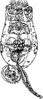 Коловратка (p. Brachionus)