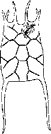 Коловратка (Keratella quadrata)