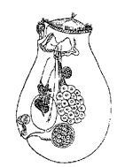 Коловратка аспланхна (Asplanchna priodonta)