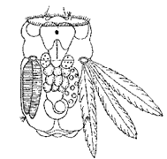 Коловратка (p. Polyartha)