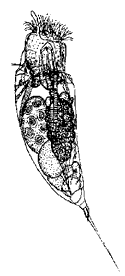 Коловратка (p. Trichocerca)