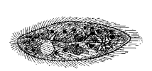 Инфузория-туфелька (p. Paramecium)