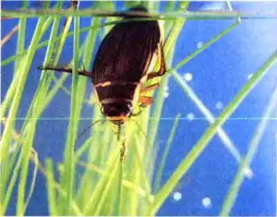 Плавунец широчайший (Dytiscus latissimus L.)