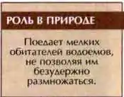 Плавунец широчайший (Dytiscus latissimus L.)