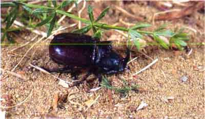 Жук-носорог (Oryctes nasicornis L.)