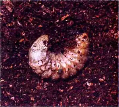 Жук-носорог (Oryctes nasicornis L.) Жук-носорог (Oryctes nasicornis L.)