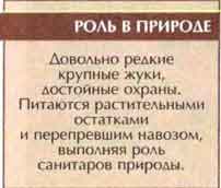 Жук-носорог (Oryctes nasicornis L.)