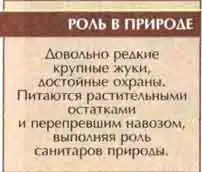 Жук-носорог (Oryctes nasicornis L.) Жук-носорог (Oryctes nasicornis L.)