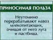 Навозник обыкновенный (Geotrupes stercorarius L)