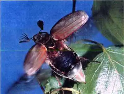 Майский жук восточный (Melolontha hippocastani F.)