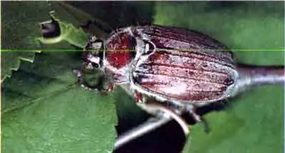 Майский жук восточный (Melolontha hippocastani F.)