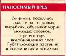 Майский жук восточный (Melolontha hippocastani F.)