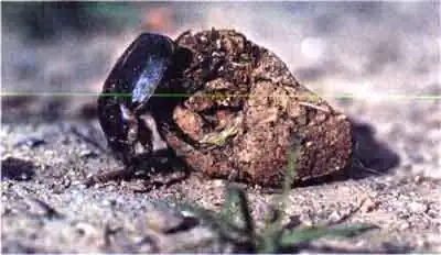 Священный скарабей (Scaiabaeus sacer L.)