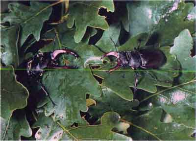 Жук-олень (Lucanus cervus L.)