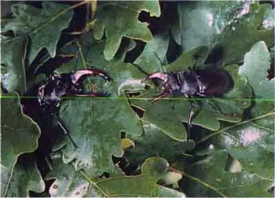 Жук-олень (Lucanus cervus L.) Жук-олень (Lucanus cervus L.)