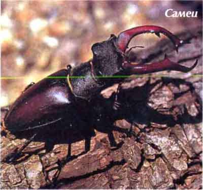 Жук-олень (Lucanus cervus L.)