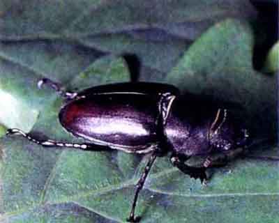 Жук-олень (Lucanus cervus L.)