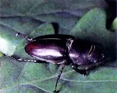 Жук-олень (Lucanus cervus L.) Жук-олень (Lucanus cervus L.)
