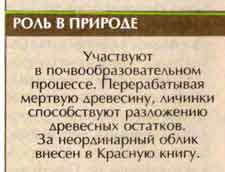 Жук-олень (Lucanus cervus L.)