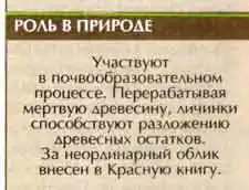 Жук-олень (Lucanus cervus L.) Жук-олень (Lucanus cervus L.)