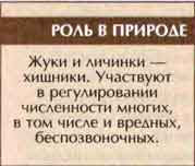 Стафилин пахучий (Ocypus olens O.Mull.)