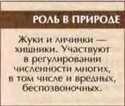 Стафилин пахучий (Ocypus olens O.Mull.)