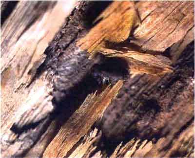 Мебельный точильщик, или точило домашний (Anobium punctatum Deg.)