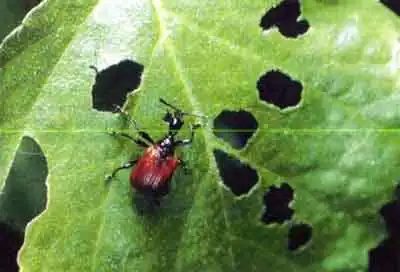 Орешниковый трубковёрт, или завивальщик ореховый (Apcderus coryli L.)