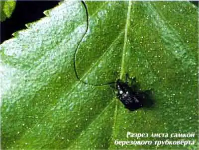 Орешниковый трубковёрт, или завивальщик ореховый (Apcderus coryli L.)