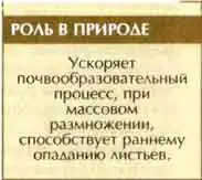 Орешниковый трубковёрт, или завивальщик ореховый (Apcderus coryli L.)