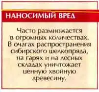 Большой черный еловый усач (Monochamus urussovi Fisch)
