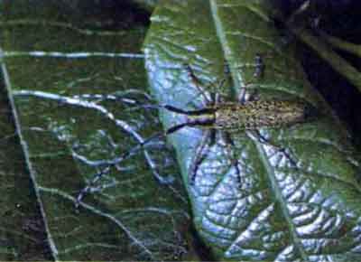 Подсолнечниковый усач (Agapanthia dahli Richt.)