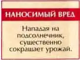 Подсолнечниковый усач (Agapanthia dahli Richt.)