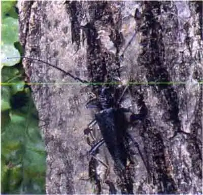 Большой дубовый усач (Cerambyx cerdo L)