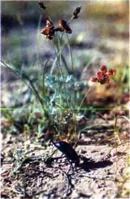 Степной медляк (Blaps halophila F.-W.)