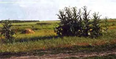 Степной медляк (Blaps halophila F.-W.)