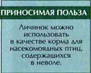 Большой мучной хрущак (Tenebrio molitor L.)