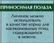 Большой мучной хрущак (Tenebrio molitor L.)