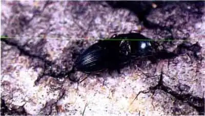 Щелкун полосатый (Agriotes linecrtus L)
