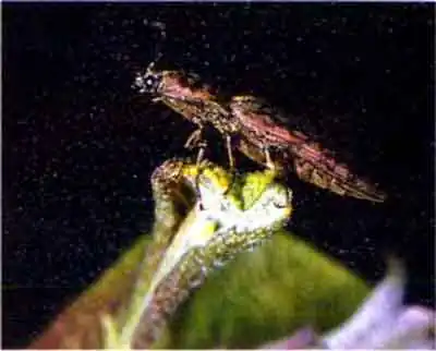 Щелкун полосатый (Agriotes linecrtus L)